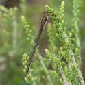 Ceriagrion tenellum female melanogastrum-223628